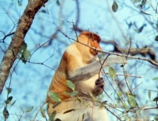 David Attenborough - Élő Bolygó - 09 - Két Világ Határán