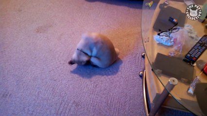 Dog Butts - Funny Dog Video Compilation 2018