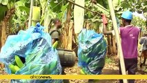 Banana farming in Ivory Coast revitalising