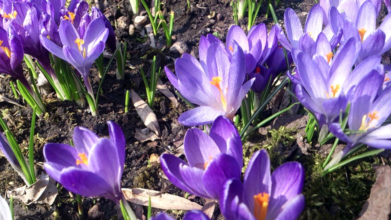 Krokus-Blüte mit Bienen