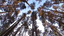 Polen: Leben im Wald | Europa Aktuell