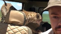 Lors de son safari, le calme de ce touriste face à un guépard dans sa voiture est impressionnant