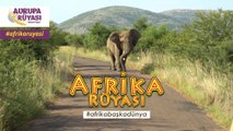 Güney Afrika'da Safari Turu AFRİKA RÜYASI