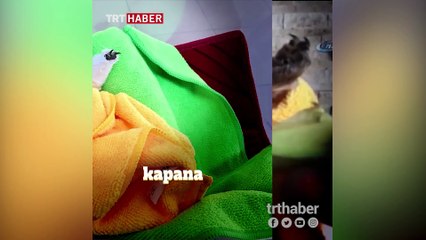 'Karamel' geçici protezine kavuştu