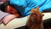 Cats Can Be Jerks - Funny Cat Compilation