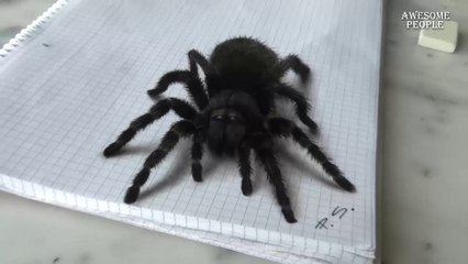 Best Videos Of Artists & Makers | Awesome People (Ep. 11)