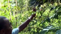 Wenn der wilde Kaffee blüht: Klimaschutz Äthiopien | Global 3000