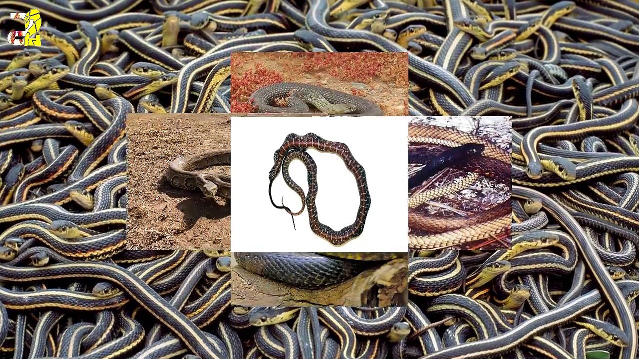 الثعابين الخمس الأكبر حجما فى العالم