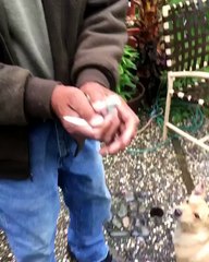 Bird rescue...Watch WHAT dog does... don't know whether to laugh or cry...