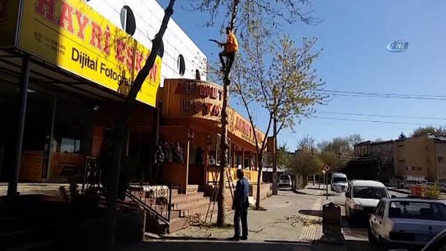 Metrelerce yükseklikte tehlikeli budama yürekleri ağza getirdi