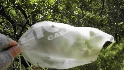 Ecco come estrerre acqua dalle piante