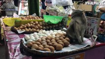 Cat Guarding Eggs