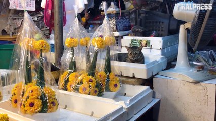 Cat Chilling In Polystyrene Tray