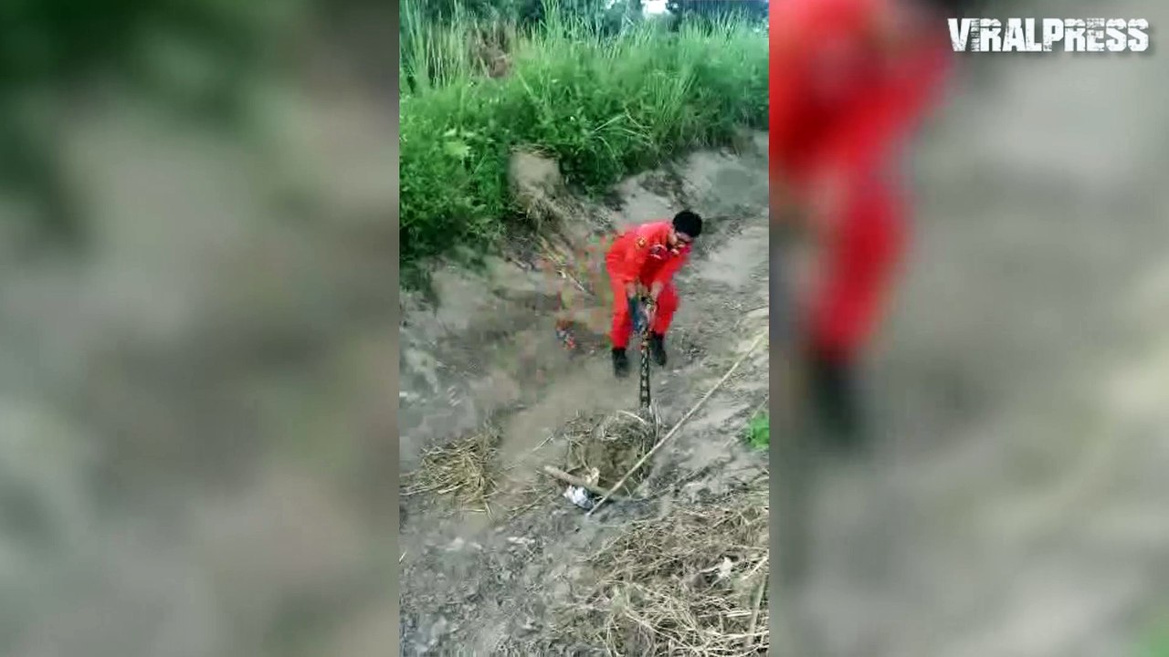 Snake Catchers Pull Python From Hole