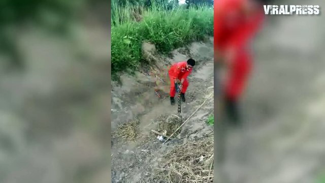 Snake Catchers Pull Python From Hole