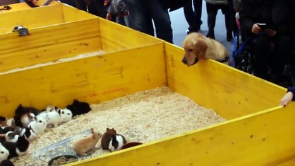 Golden Retriever completely fascinated by box of bunnies. Pet clips