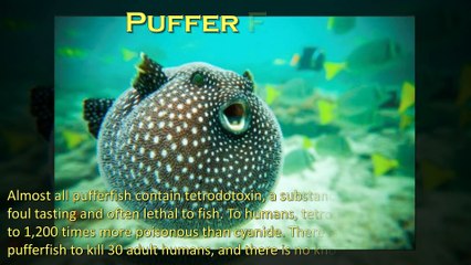 Top 10 poisonous creatures