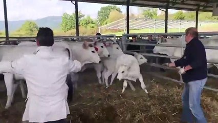 Annesine Vuran Çobana Uçan Tekme Atan Buzağı