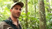 Suriname - Wie wichtig Artenvielfalt für einen intakten Regenwald ist | Global 3000