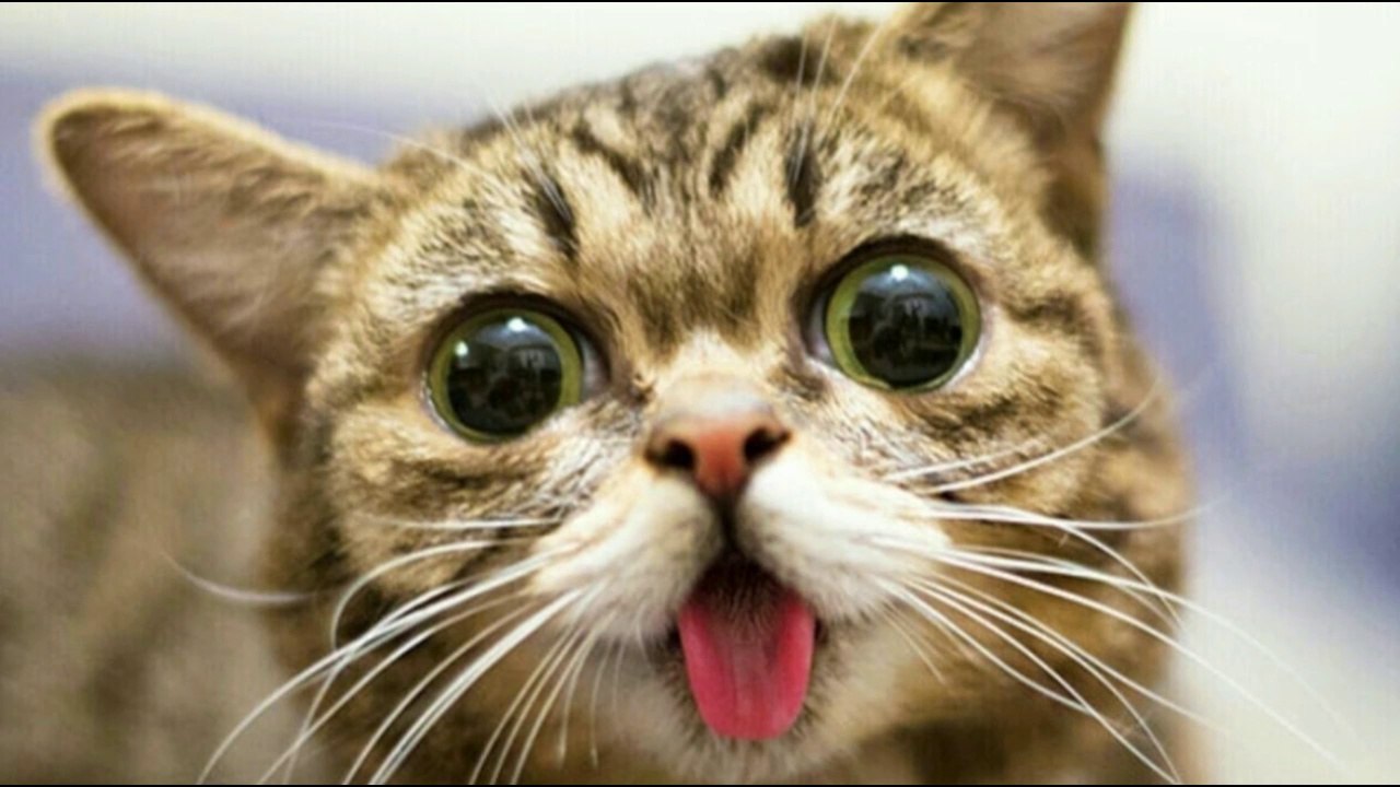 FUNNIEST CAT VIDEOS OF THE YEAR