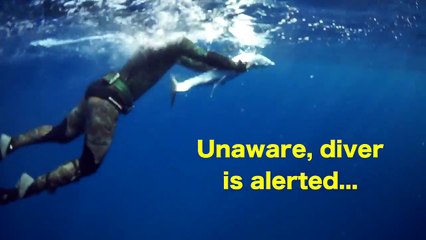 Clip Hammerhead shows why spearfishing is a team sport.