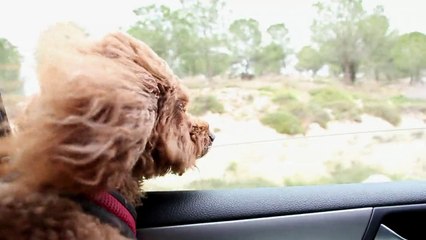 perro observando por la ventana gracioso como el aire le pega en la cara