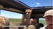Tanzanie : Un homme en safari surprit par un guépard qui rentre à sa voiture !