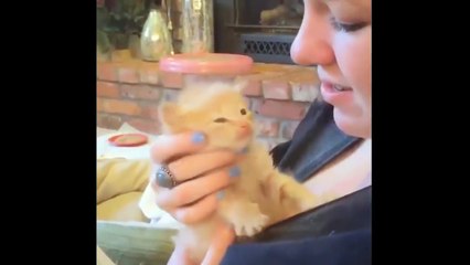 Cute Cat is not enough