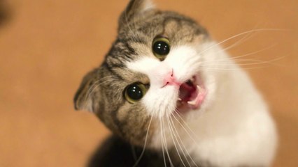 Funny Cats and Kittens Meowing Compilation
