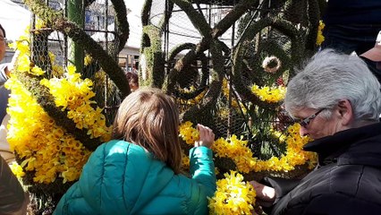 Le première mini-fête des jonquilles à Waremme en Belgique