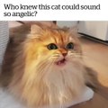 Wow.. this Cat sounds soo Angelic