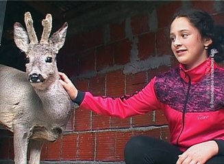 Srndać zalutao u školsko dvorište u Boljevcu, 31. mart 2017. (RTV Bor)