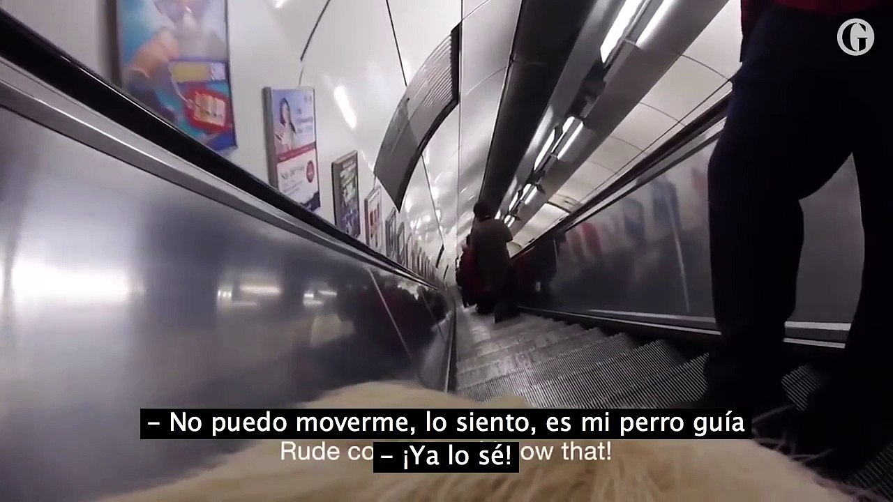Cego coloca uma câmera no seu cão guia e registra toda humilhação que eles passam nas ruas