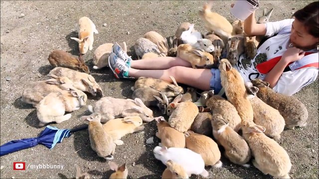 Voici Okunoshima, l'île aux lapins... Des vraies peluches partout