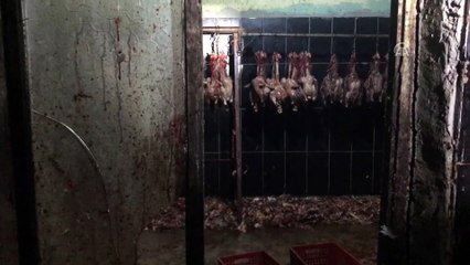 'Kaçak tavuk kesimi' operasyonu - ADANA