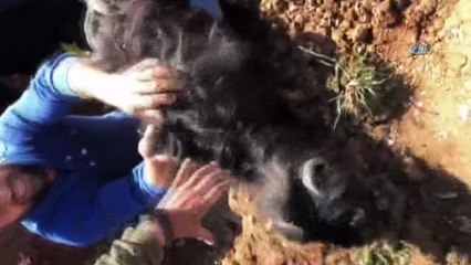 Su kanalına düşen keçi uzun uğraşlar sonucu kurtarıldı