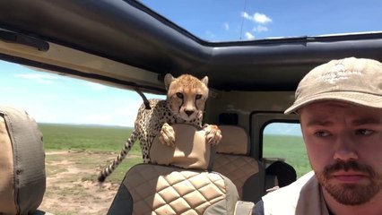 Un guépard saute dans une voiture (Serengeti)