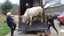 Ardèche: quatre vaches sauvées de l'abattoir