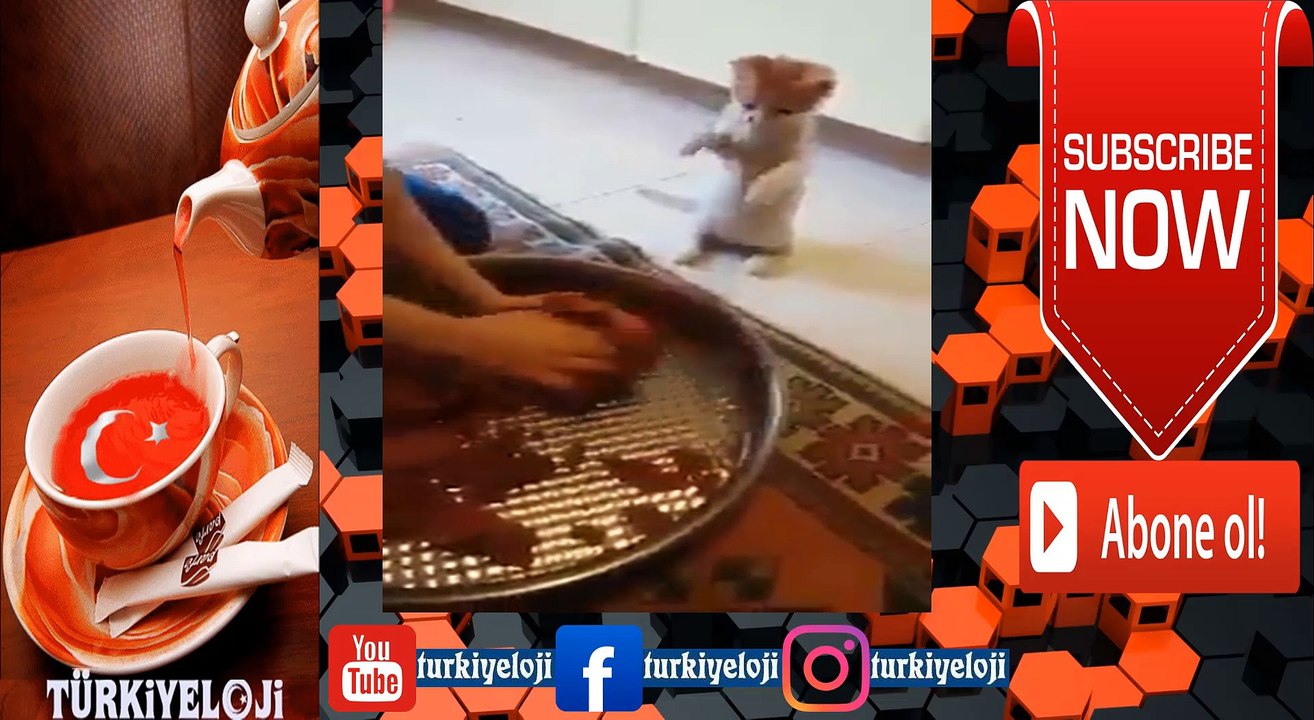 Çiğ Köfte Yoğurmayı Öğrenen Kedi :)
