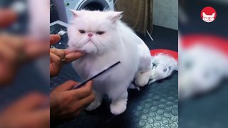 Fluffy Cats Video Compilation