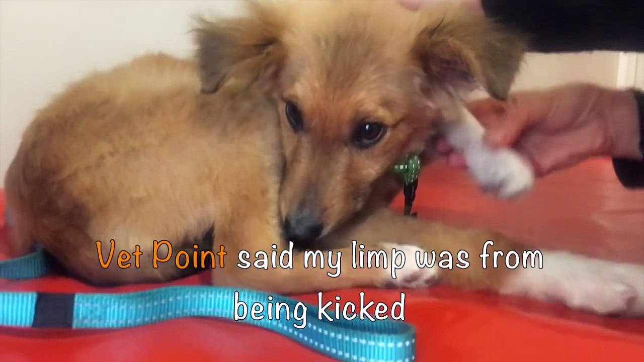 Cão de rua queria um lar tão desesperadamente que seguia as pessoas até casa. Então, um dia…