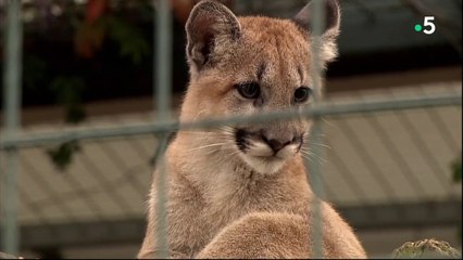 Le peuple français rend hommage : l'analyse de Jean-Michel Aphatie - C l’hebdo - 31/03/2018