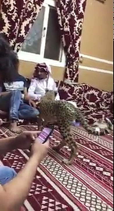 Arab Friends and Pet Cheetah in Dubai United Arab Emirates.