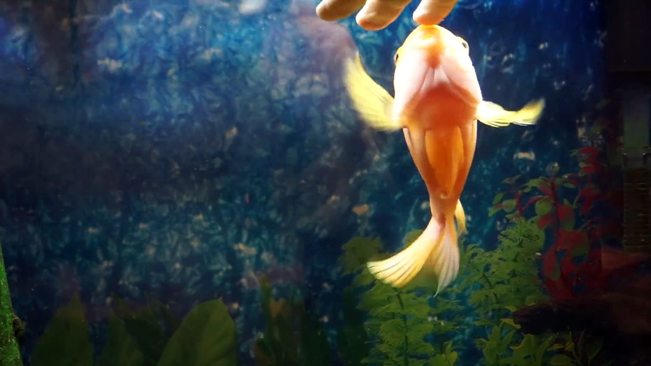 Ce poisson rouge adore les calins... Trop mignon