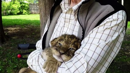 Ce bébé tigre essaie de rugir... Adorable