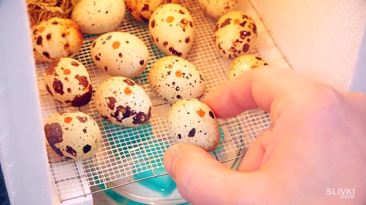 Experiment: was aus einem Ei geschlüpft ist?