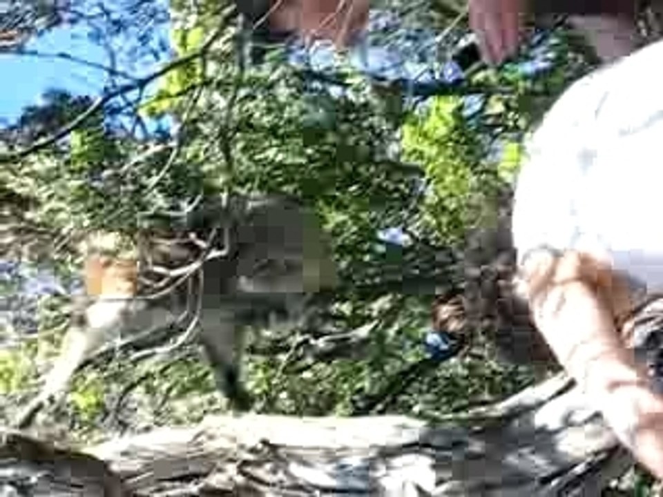 Le ptit koala
