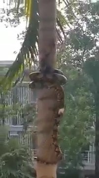 La technique de ce serpent pour grimper à l'arbre est incroyable