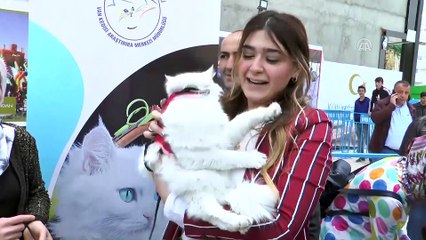'Van Kedisi Güzellik Yarışması' yapıldı