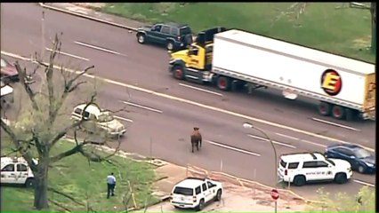 One Year After ‘St. Louis Six’ Cows Make Wild Escape, Remaining Cattle Live in Luxury
